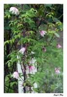 Clematis Alpina spez.