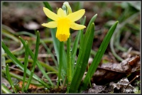 180402 Narzisse Tete a Tete  180402 Narzisse Tete a Tete