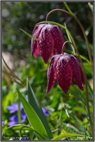 180414 Schachbrettblume