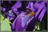 180421Holländische Iris 180421Holländische Iris
