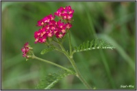 180616 Rote Schafgarbe