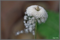 160606_AnemoneSamen_E1264946r 160606_AnemoneSamen_E1264946r