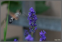 180606 Lavendel - Taubenschwänzchen 180606 Lavendel - Taubenschwänzchen