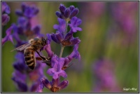 180606 Lavendel - Biene