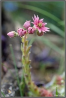 180606 Hauswurzen Blüte 180606 Hauswurzen Blüte