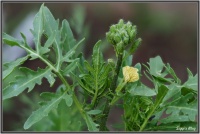 180602 Rucola 180602 Rucola