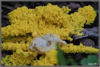 180602 Gelbe Lohblüte / Hexenbutter (Fuligo septica)  180602 Gelbe Lohblüte / Hexenbutter (Fuligo septica)