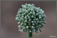 180602 Zwiebelblüte 180602 Zwiebelblüte