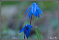 190330 Sibirischer Blaustern 190330 Sibirischer Blaustern