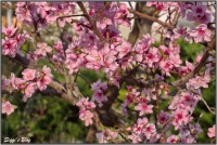 190407 Wiener Blutpfirisch