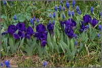 190412 Iris Hollandica 190412 Iris Hollandica