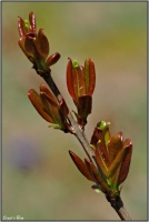 190421 Granatapfelbaum 190421 Granatapfelbaum