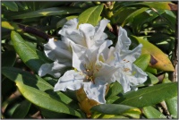 190421 Weißer Rhododendron