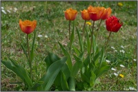 190426 Tulpen