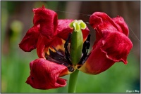 190426 Verblühte Tulpe