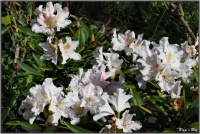 190426 Weißer Rhododendron