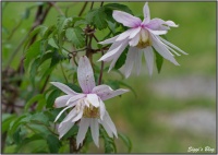 190505 Clematis alpina 'Pink Flamingo'