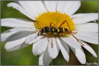 190524 Wasp Käfer