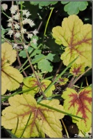 190524_Heucherella_tiarelloides_Stopligh_E1248222fs_r.JPG