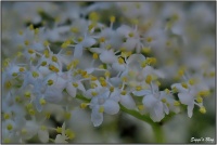 190531 Holunderblüte