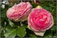 19060 Rose 19060 Rose