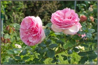 190606 Rose
