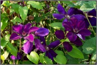 190606 Clematis Jackmannii