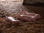Glückliche Schweine I
