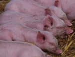 Glückliche Schweine III