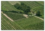 Materl im Weinberg