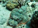 B&auml;rtiger Drachenkopf - Bearded Scorpionfish