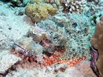 B&auml;rtiger Drachenkopf - Bearded Scorpionfish
