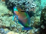 Rostpapageienfisch / Putzerlippfisch - Rusty parrotfish / Blue streaked cleaner wrasse
