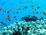 Rotmeer Leopard Zackenbarsch - Red Sea coral grouper