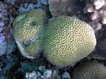 Hirnkoralle - Brain Coral