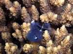 Weihnachtswurm - Feathered Christmas tree Worm
