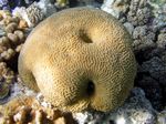 Hirnkoralle - Brain Coral