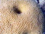 Hirnkoralle - Brain Coral