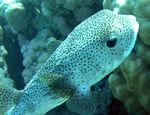 Gepunkteter Igelfisch -  Spot-fin porcupinefish