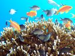 Juwelen Fahnenbarsche/ Ternate-Chromis - Sea goldie / Cromis