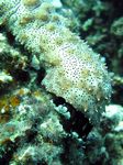 Strichel Seegurke - Striated Sea Cucumber