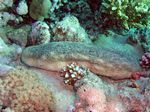 Sand Seegurke - Sea Cucumbers