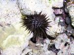 Riffdachseeigel - Reef Crest Urcin