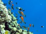 Juwelen Fahnenbarsche/ Ternate-Chromis - Sea goldie / Cromis