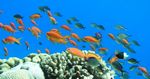 Juwelen Fahnenbarsche/ Ternate-Chromis - Sea goldie / Cromis