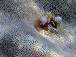 Weihnachtswurmer - Feathered Christmas tree Worm