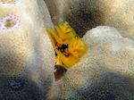 Weihnachtswurmer - Feathered Christmas tree Worm