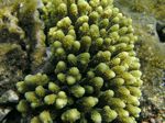 Hischhorn Koralle - Staghorn Coral