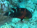 Rotbrust Lippfisch - Redbreast Wrasse