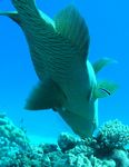 Napoleon Lippfisch - Humphead wrasse